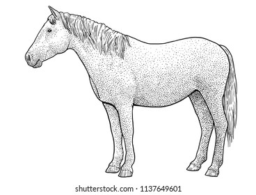 Horse illustration, drawing, engraving, ink, line art, vector