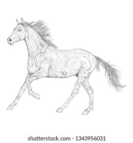 Horse illustration in sketch design 