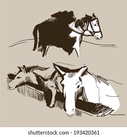 Horse illustration. Vector sketch