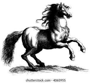 horse illustration woodcut horse horse illustration woodcut run wild black running riding animals force wilderness speed race power strength art muscle stud velocity racing liberty mane painting multi