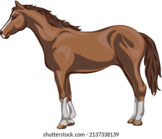 Horse, image of a standing horse, portrait of a horse for a logo in brown tones