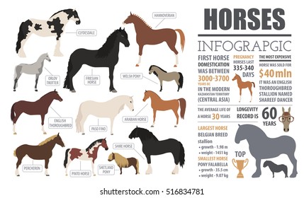 Infografik-Vorlage für Pferde. Landtiere einzeln auf Ikone mit Shire Hengst, Shetland Pony und anderen Rassen. Flaches Design. Vektorgrafik