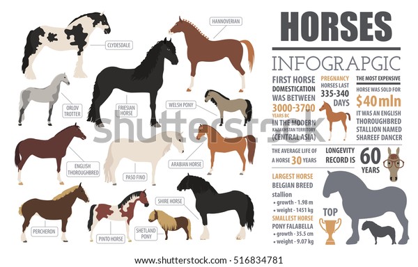 Horse infographic template. Farm animal
isolated icon set with shire stallion, shetland pony and other race
breeds. Flat design. Vector
illustration