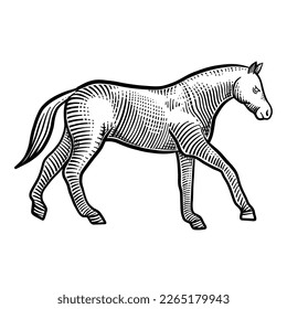 Horse isolated on white background. Hand drawn engraving vector illustration