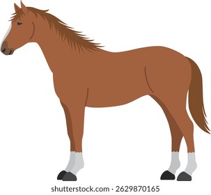 The horse isolated on white background
