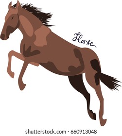 Horse is jumping in white background. Brown stallion jumps.