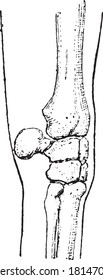 Horse Knee, From The Dictionary Of Word And Things, 1888.