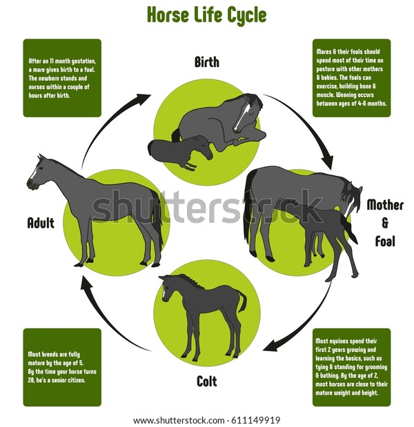 Foal Development Chart