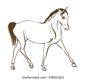 horse line art drawing. vector