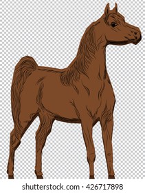 horse line drawing transparency background
