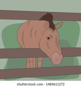 A horse is looking with its head in the fence