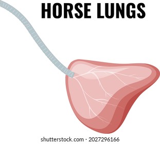 Horse Lungs Vector Art And Illustration