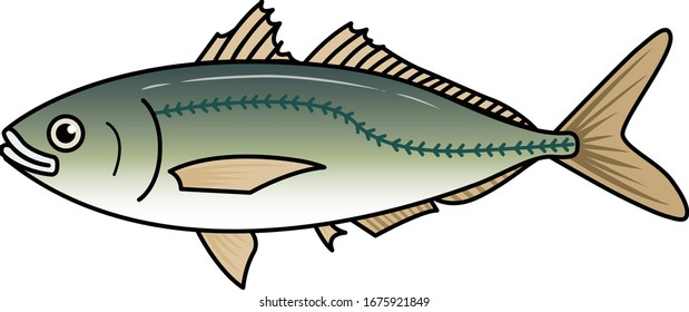 Horse mackerel vector, it is green color and have texture skin like fish bone on top skin.