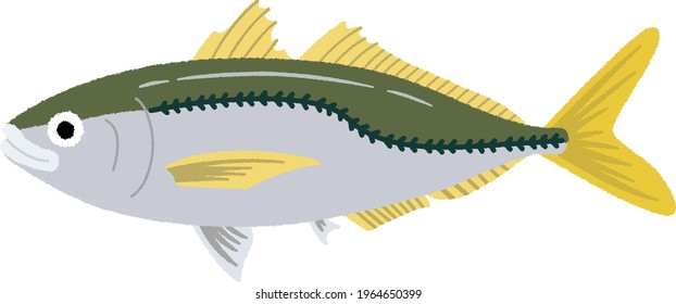 Horse mackerel vector, it is green color and have texture skin like fish bone on top skin. Japanese use fish for sushi and sashimi at Japanese restaurant.