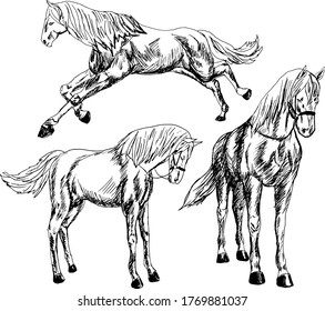 The horse in the movement of various design elements