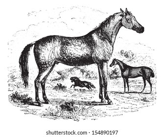 Horse on field, vintage engraved illustration. Animaux Sauvages et Domestiques - For kids - 1892.