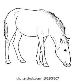 Horse on White Background