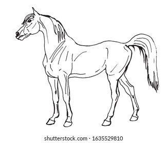 horse outline drawing sketch, isolated monochrome image on white background