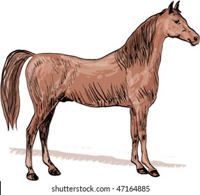 Horse, pen drawing
