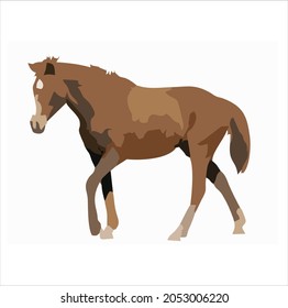 a horse picture with realistic color in vector