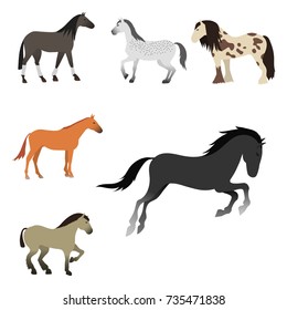 Horse pony stallion isolated different breeds color farm equestrian animal characters vector illustration.