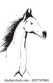 Horse portrait black and white line art tattoo style design illustration