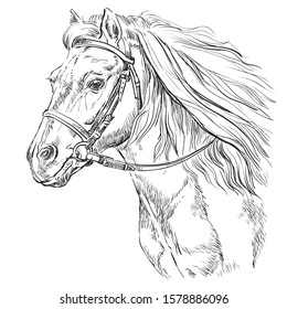 Horse portrait with bridle. Horse head with long mane in profile in black color isolated on white background. Vector hand drawing illustration. Retro style portrait of running horse.