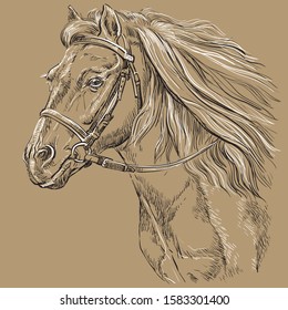 Horse portrait with bridle. Horse head with long mane in profile in black and white colors isolated on beige background. Vector hand drawing illustration. Retro style portrait of running horse.