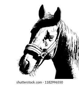 horse portrait, bridle on head, snaffle headband isolated black color on white background. sketch, outline, draft drawing, Image for design and tattoo. Vector