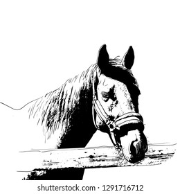 horse portrait, bridle on head, snaffle headband isolated black color on white background. sketch, outline, draft drawing, Image for design and tattoo. Vector illustration