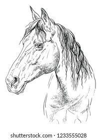 Horse portrait. Horse head in profile in monochrome colors isolated on white background. Vector hand drawing illustration