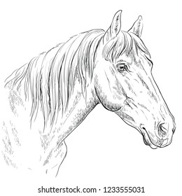 Horse portrait. Horse head  in profile in monochrome color isolated on white background. Vector hand drawing illustration