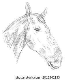 Horse portrait isolated on white background. Sketchy mare or stallion. Vector illustration of animal.