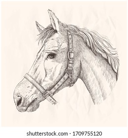 Horse profile portrait, hand drawn ink graphic vector sketch