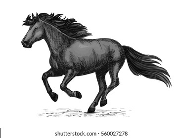 Horse racing vector sketch. Black wild mustang running on races. Farm stallion animal for equestrian horserace club or sport riding bets and equine exhibition or farm animal design