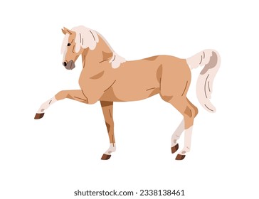 Caballo con pierna levantada. Perfil de Stallion durante la caminata española, paso de paso. Cargo, animal equino entrenado, en movimiento. Caminador de Tennessee, vista lateral. Ilustración vectorial plana aislada en fondo blanco