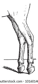 Horse Ready Stance, vintage engraved illustration. Dictionary of Words and Things - Larive and Fleury - 1895