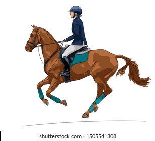 Horse riding. Female rider on a chestnut sport horse on a white background.