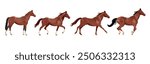 Horse run cycle. Walking trotting and galloping horse. Vector illustration isolated on a white background