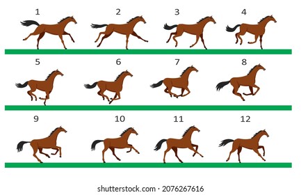 Horse running animation. Twelve key positions of horse running. Vector illustration isolated on white background.