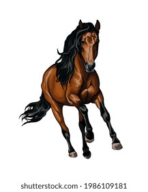 Horse running at a gallop from splash of watercolors, colored drawing, realistic. Vector illustration of paints