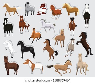 Horse Set Various Kind Identify Cartoon Vector