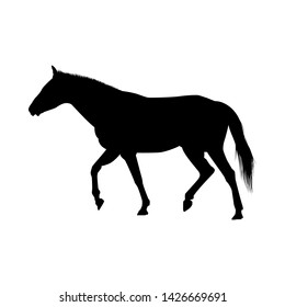 Horse Silhouette. Highly Detailed Smooth. Vector Illustration.