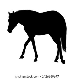 Horse Silhouette. Highly Detailed Smooth. Vector Illustration.