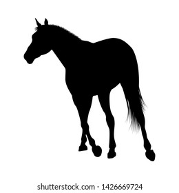 Horse Silhouette. Highly Detailed Smooth. Vector Illustration.