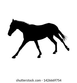 Horse Silhouette. Highly Detailed Smooth. Vector Illustration.