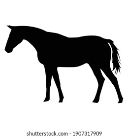 horse silhouette icon shadow perfect