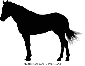 Horse silhouette illustration in vector