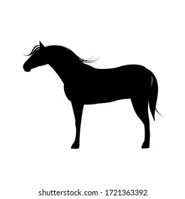 Horse silhouette isolated on white background.