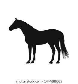 Horse silhouette on white background